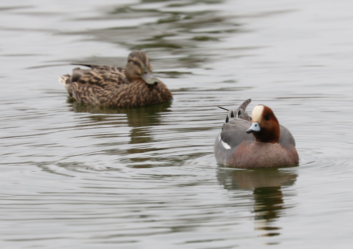 Eurasian Wigeon - ML305861771