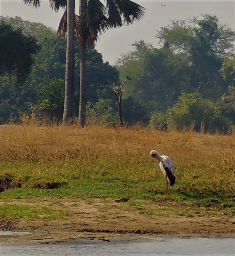 Yellow-billed Stork - ML305862151