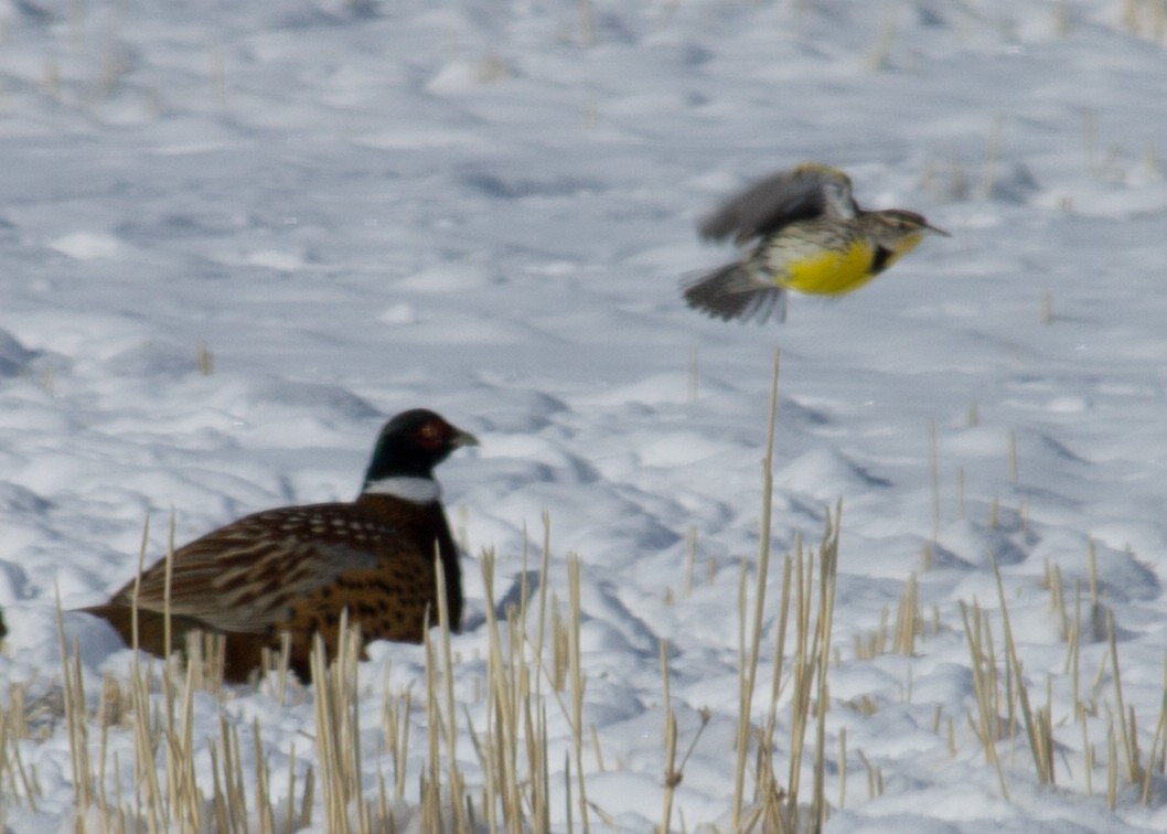 Western Meadowlark - ML305868891