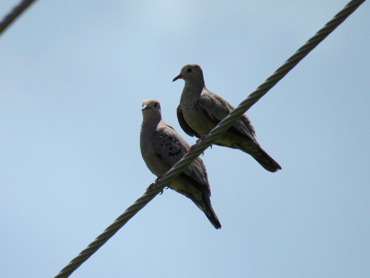 Common Ground Dove - John van Dort