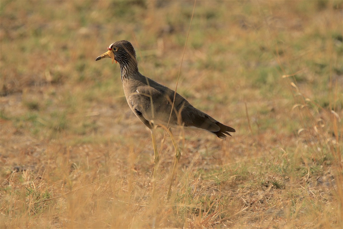 Wattled Lapwing - ML305869011