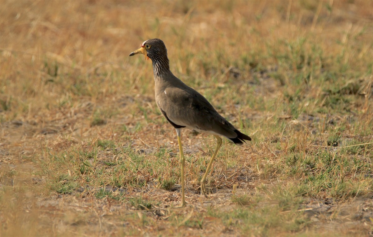 Wattled Lapwing - ML305869021