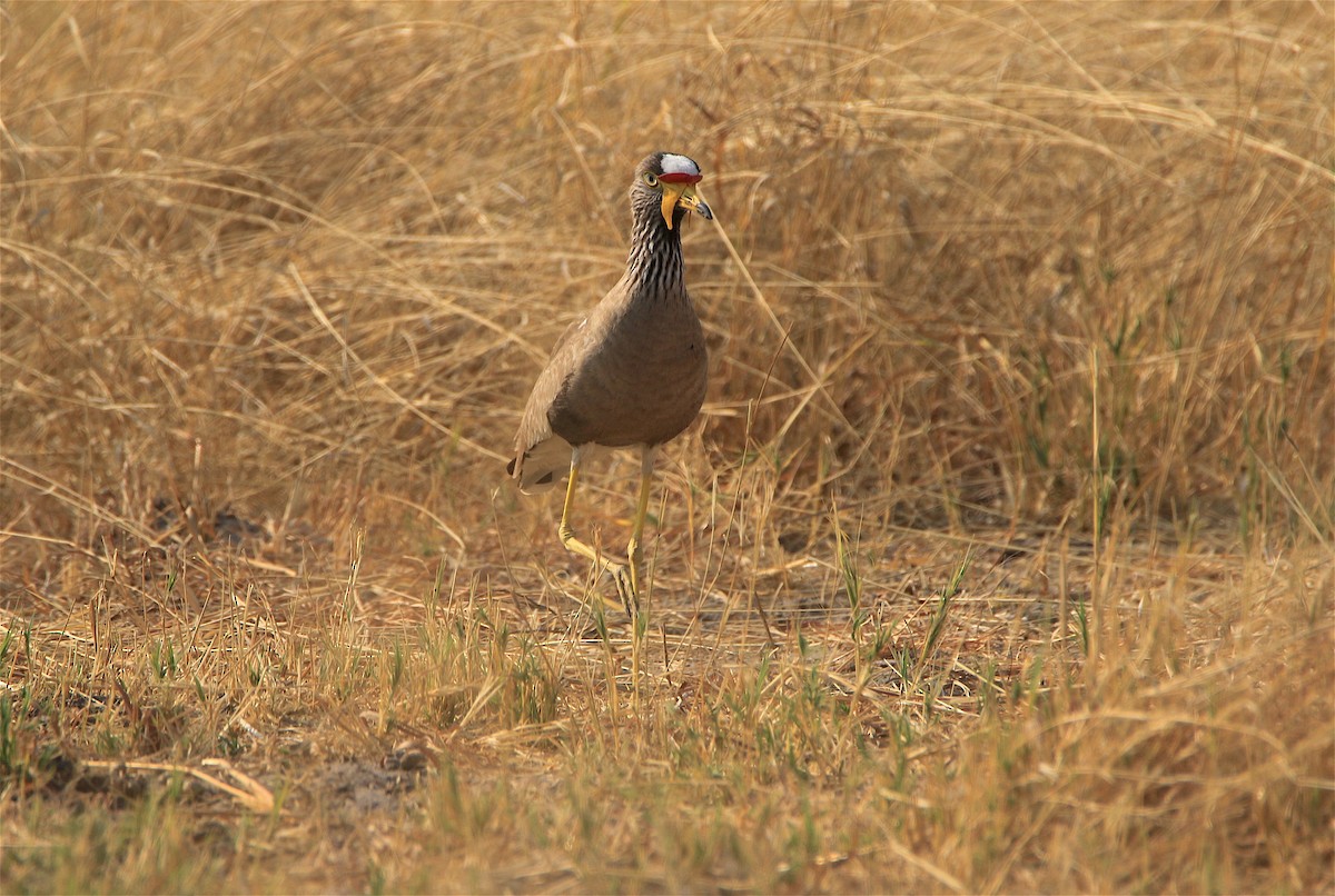 Wattled Lapwing - ML305869031