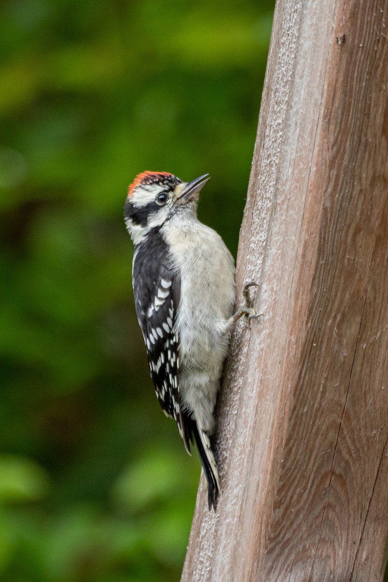 Downy Woodpecker - ML305869341