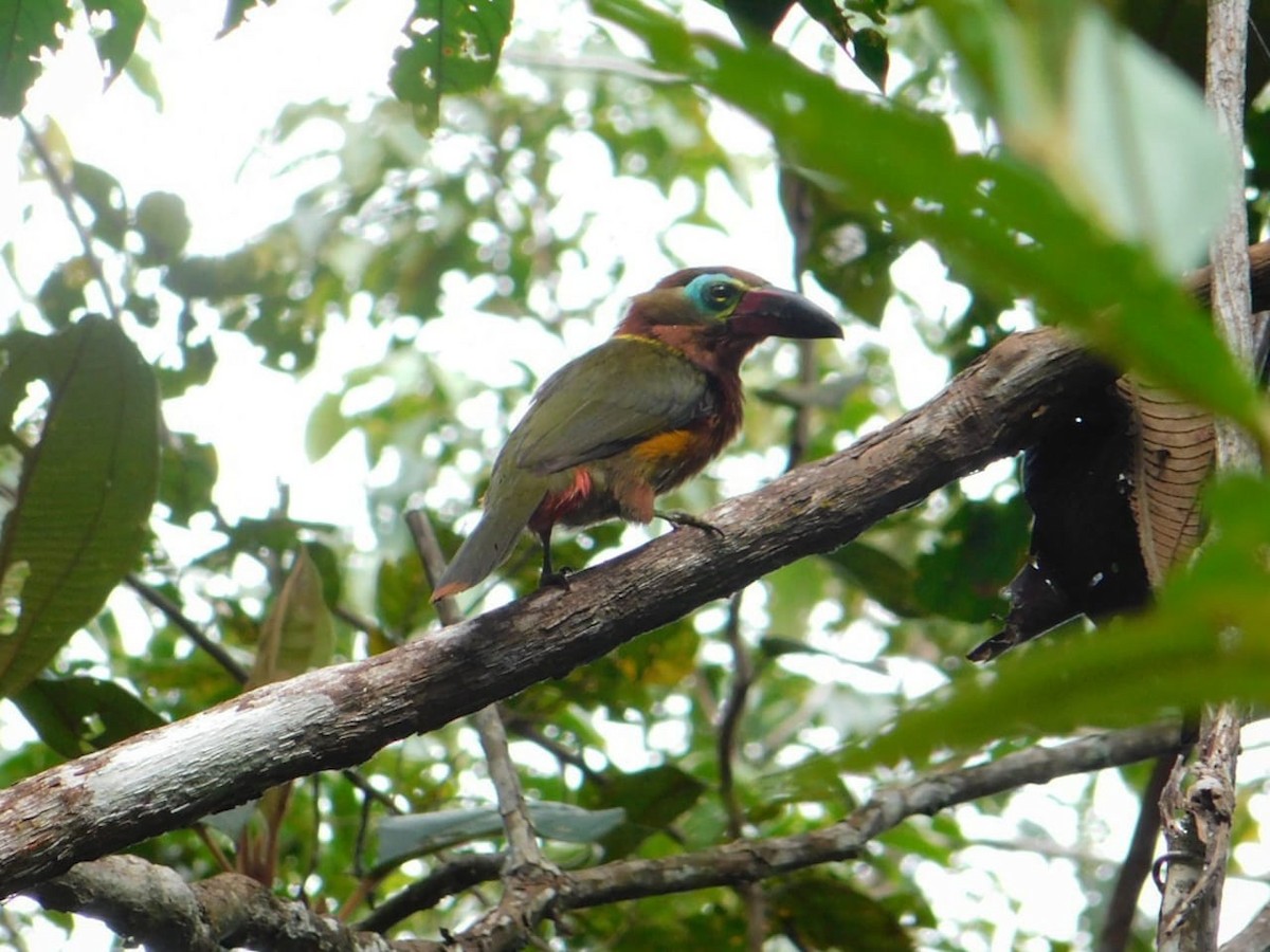 Golden-collared Toucanet - George Dávila