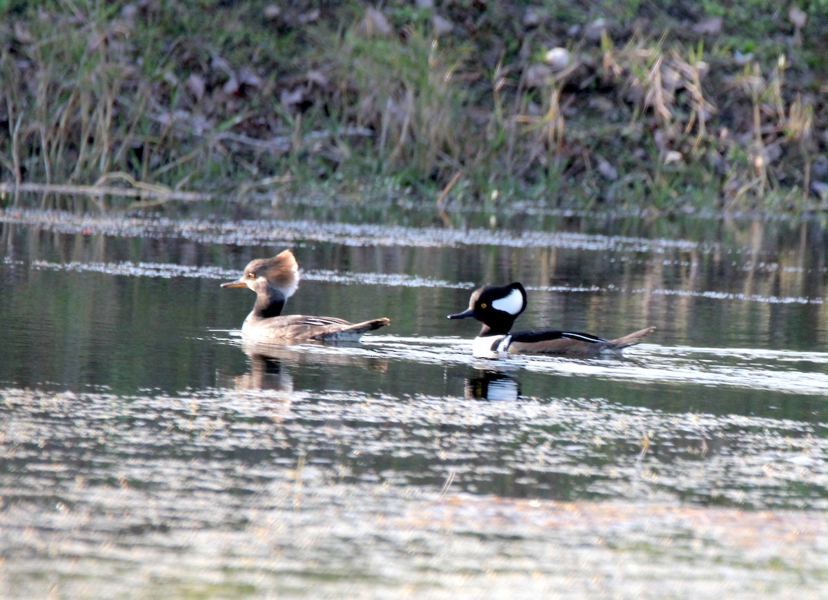 Hooded Merganser - ML305873261