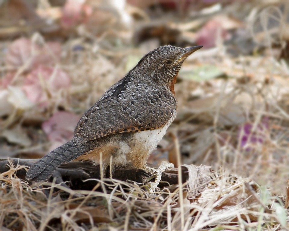 Красногорлая вертишейка (aequatorialis) - ML305873911