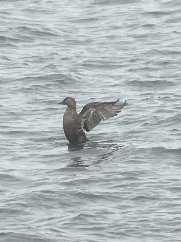 King Eider - ML305875591