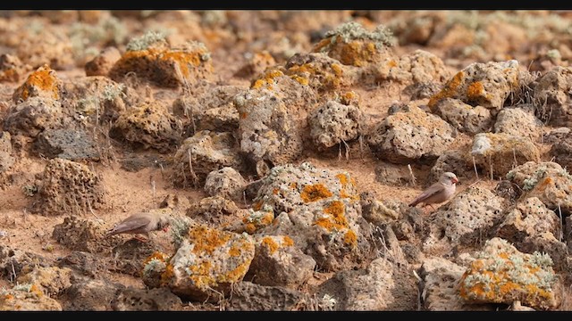Толстоклювый пустынный вьюрок - ML305876591