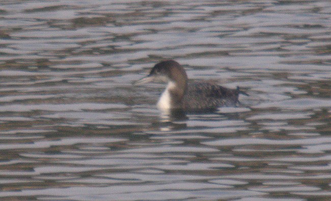 Common Loon - ML305876711