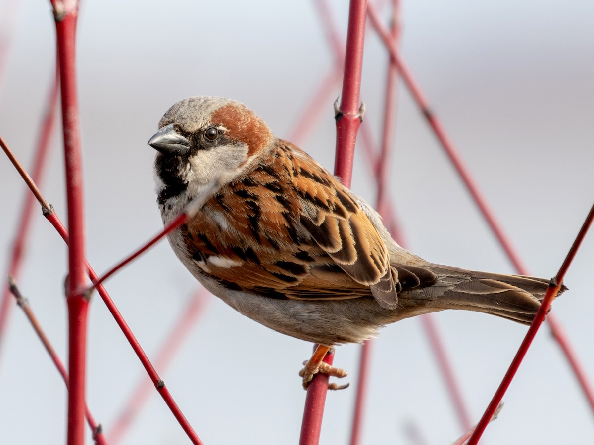 Breeding male