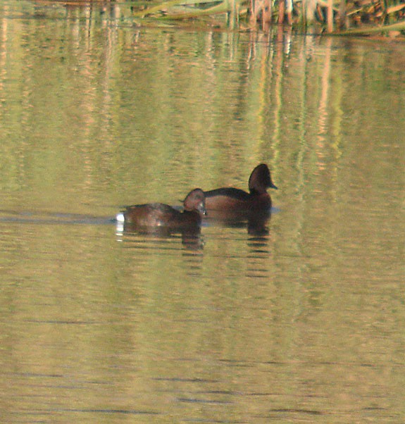 Ferruginous Duck - ML305877981