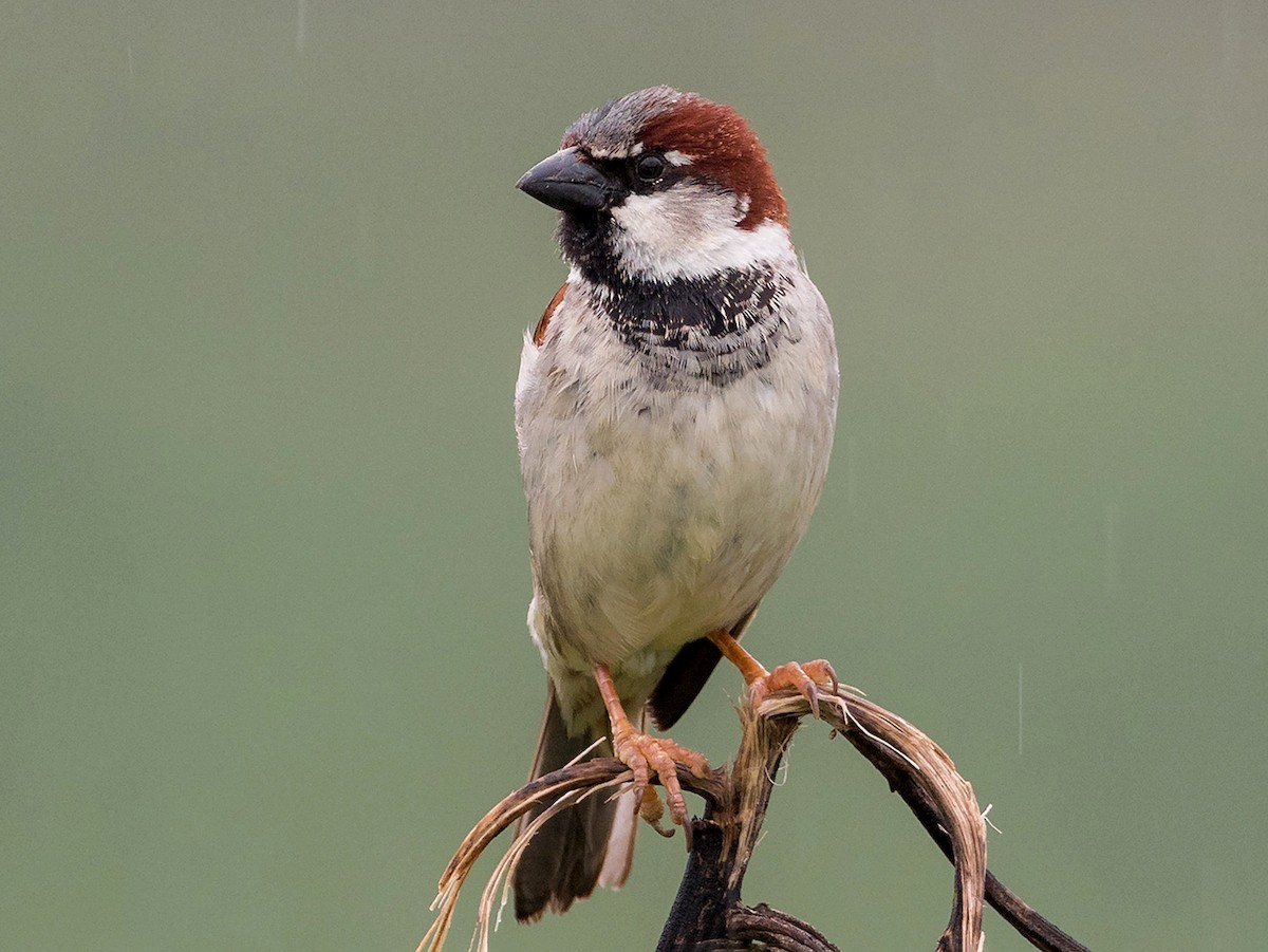 Breeding male