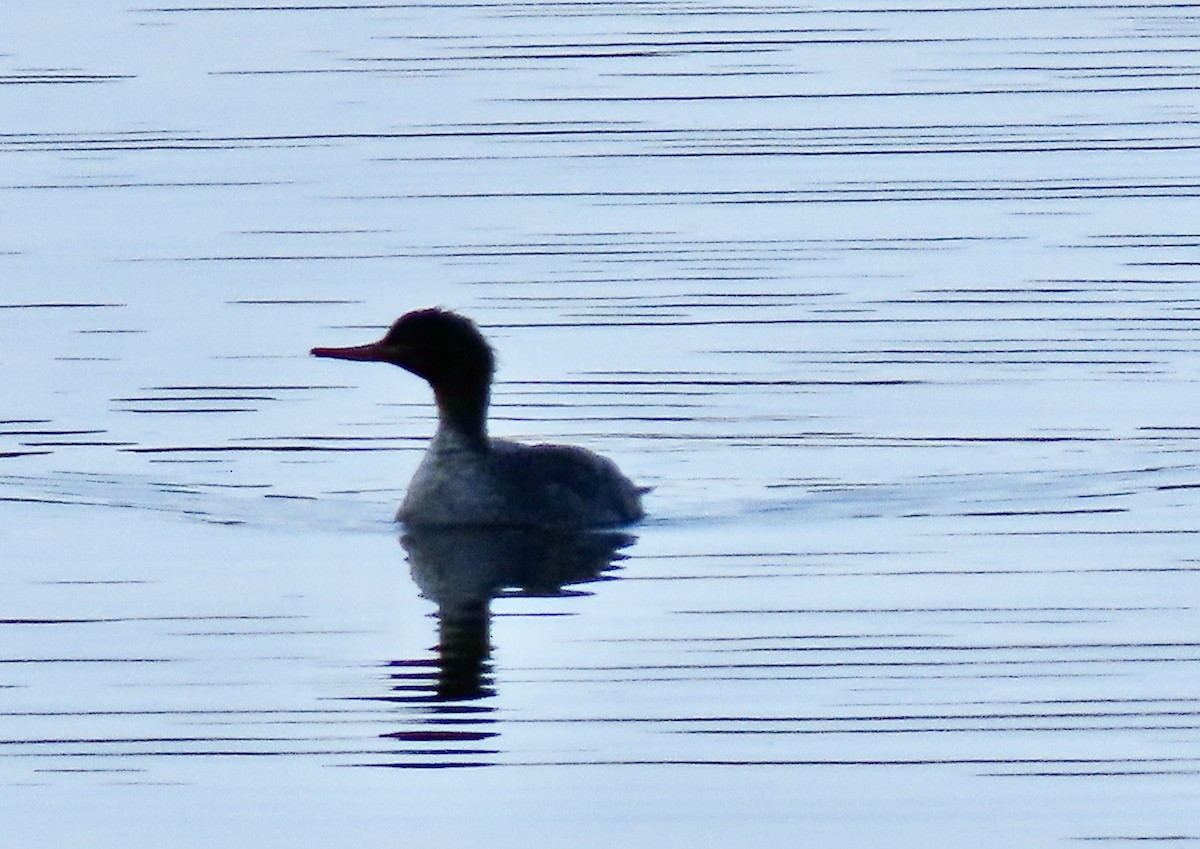 Red-breasted Merganser - ML305878321