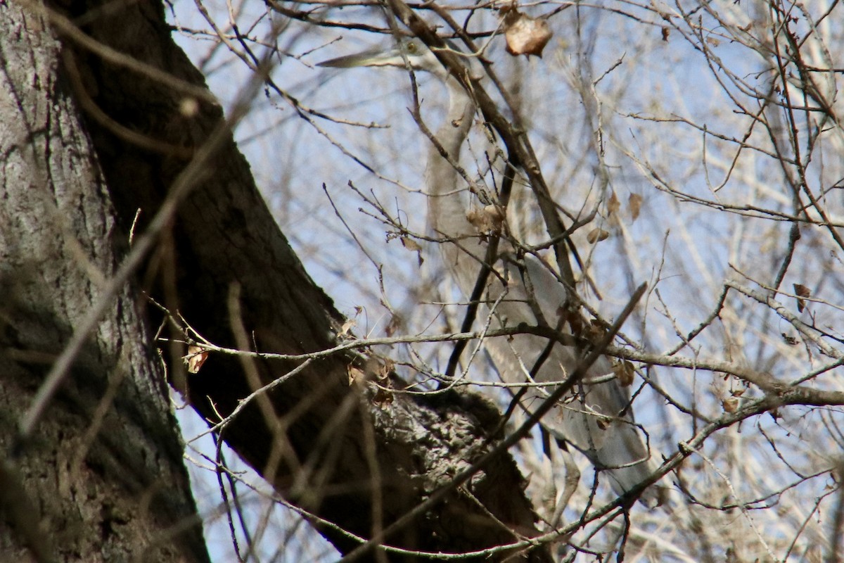Great Blue Heron - ML305878961