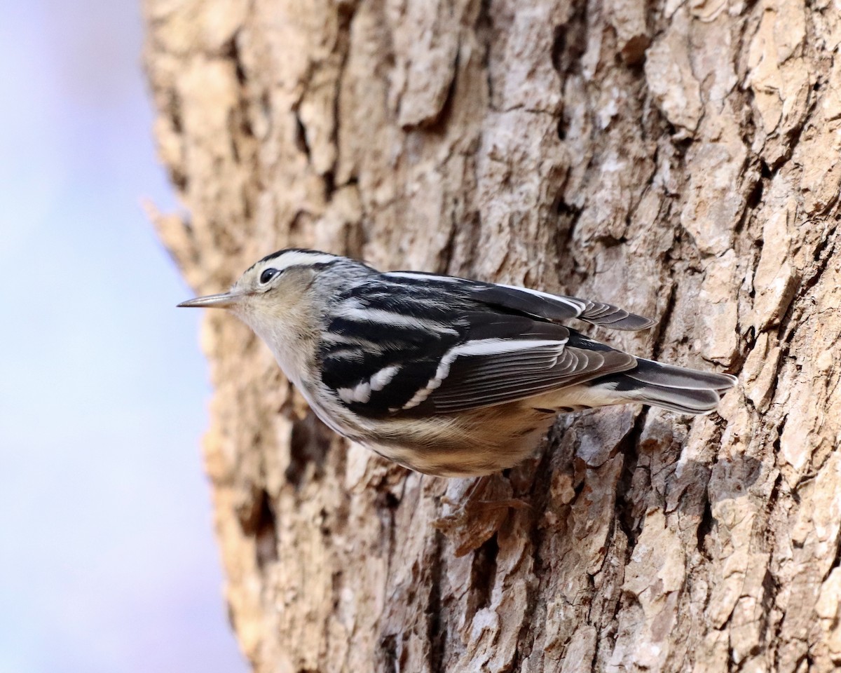 Black-and-white Warbler - ML305881641
