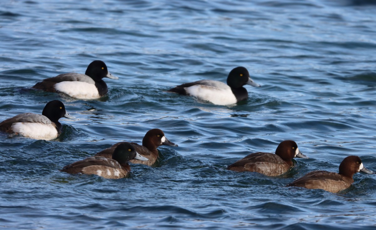 Greater Scaup - Channa Jayasinghe