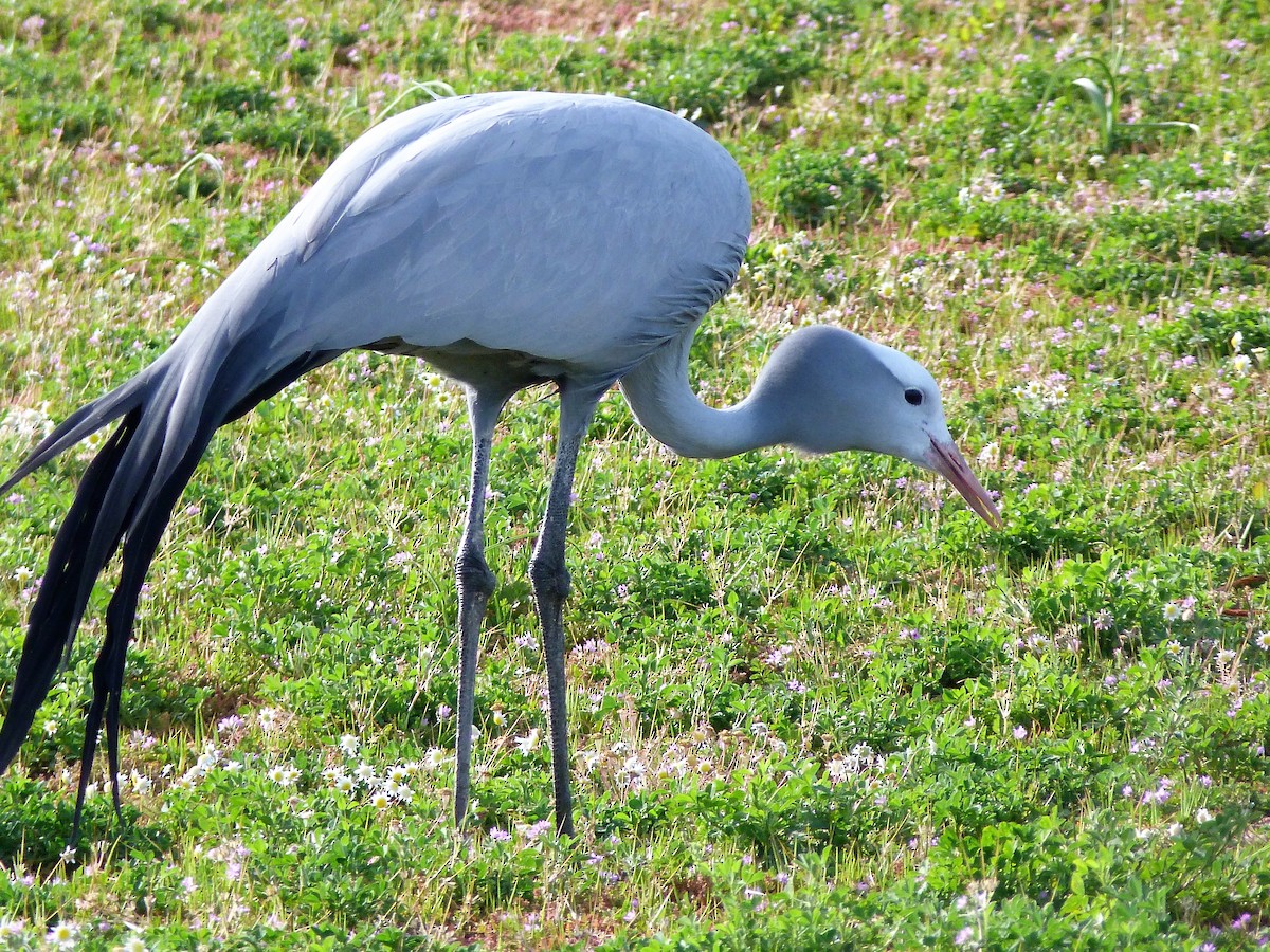 Blue Crane - ML305883011