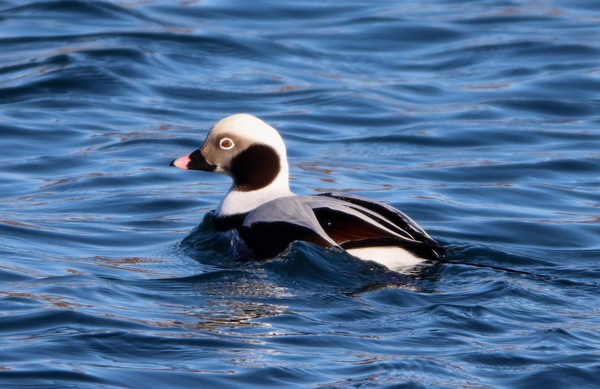 Long-tailed Duck - Channa Jayasinghe