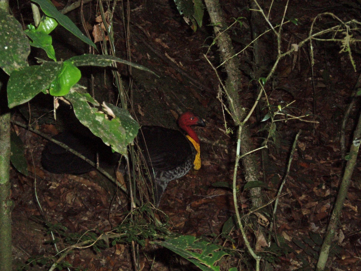 Australian Brushturkey - ML305885861