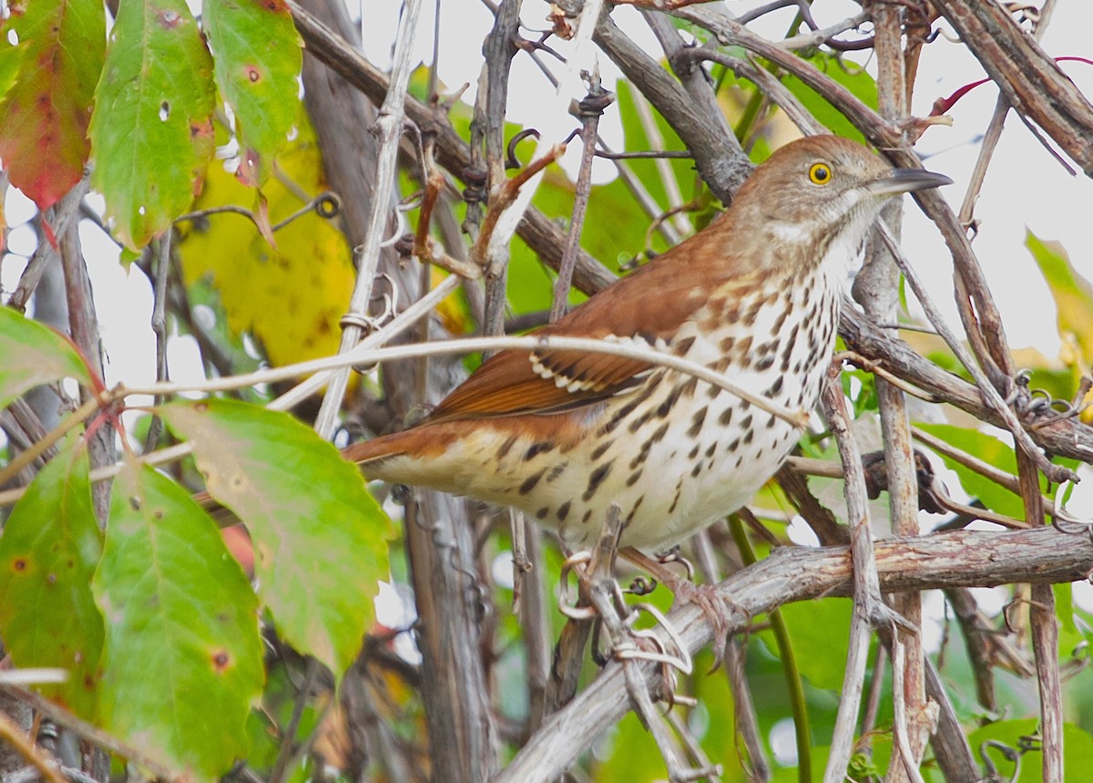 Brown Thrasher - ML30588701