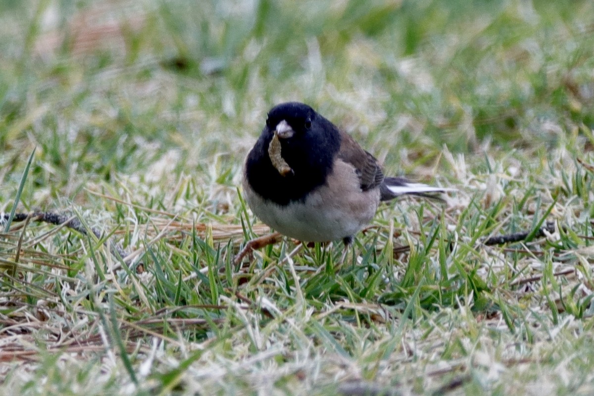 Junco Ojioscuro (grupo oreganus) - ML305887311