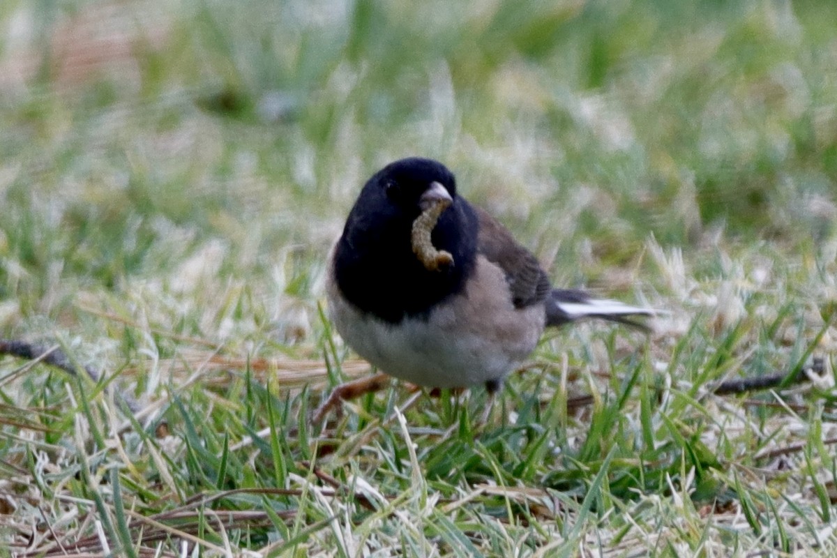 Dark-eyed Junco (Oregon) - ML305887321