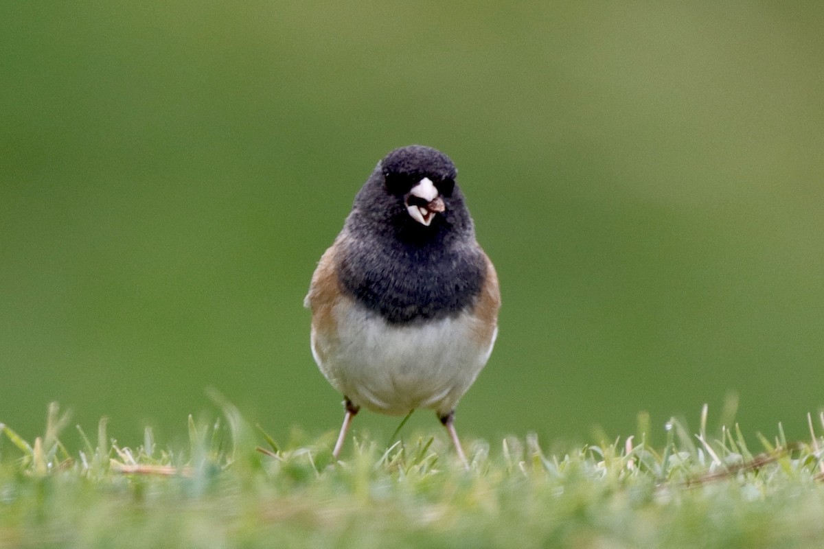 Dark-eyed Junco (Oregon) - ML305887331