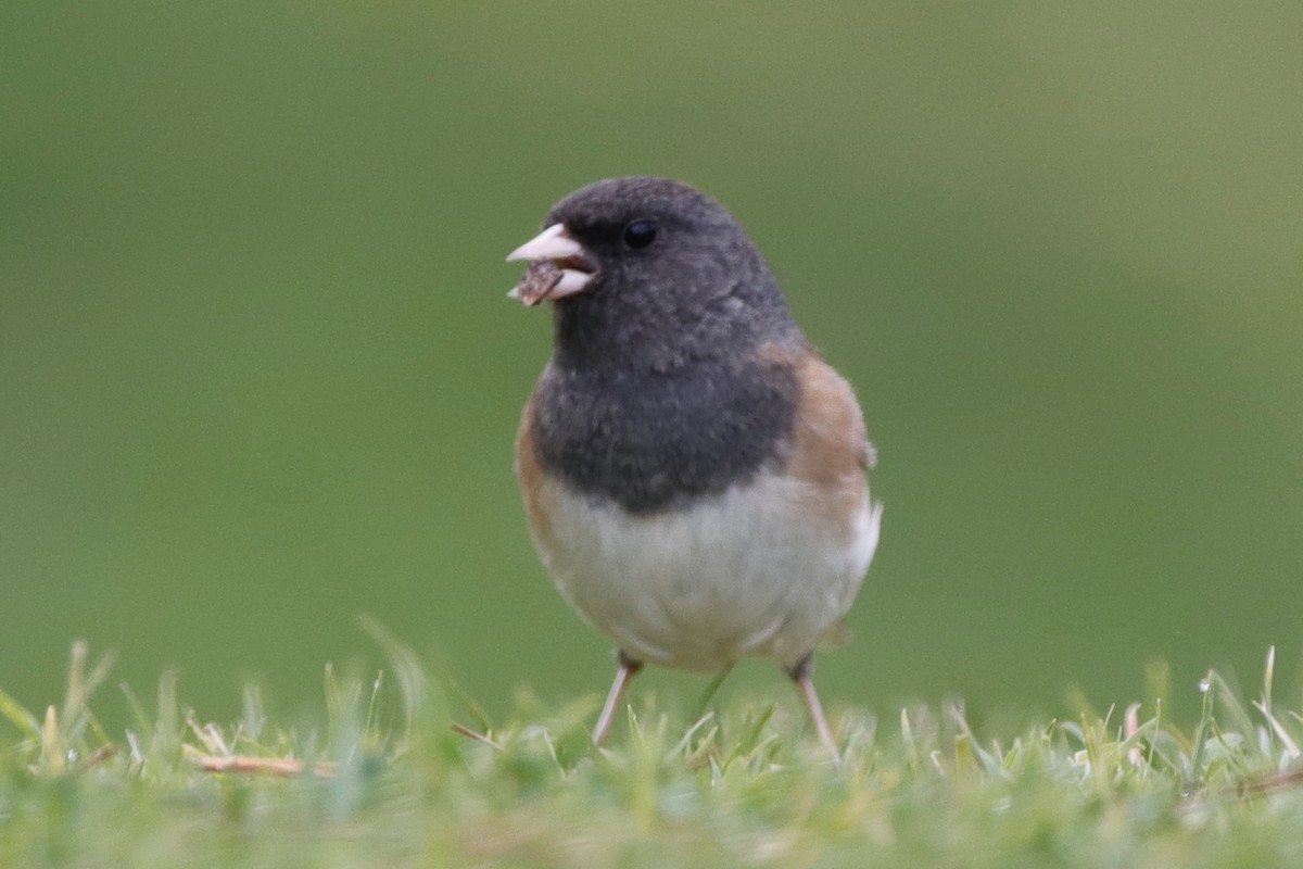 Junco Ojioscuro (grupo oreganus) - ML305887341