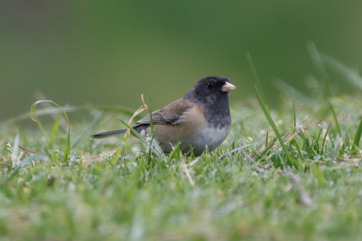 Dark-eyed Junco (Oregon) - ML305887361