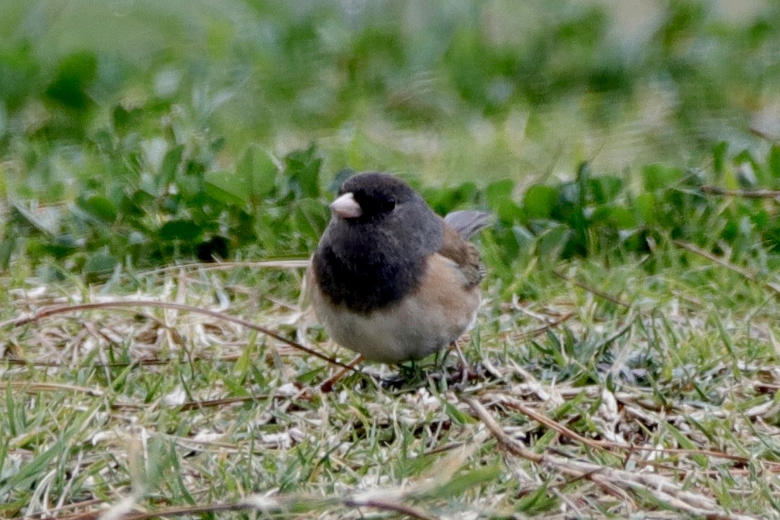 Dark-eyed Junco (Oregon) - ML305887371