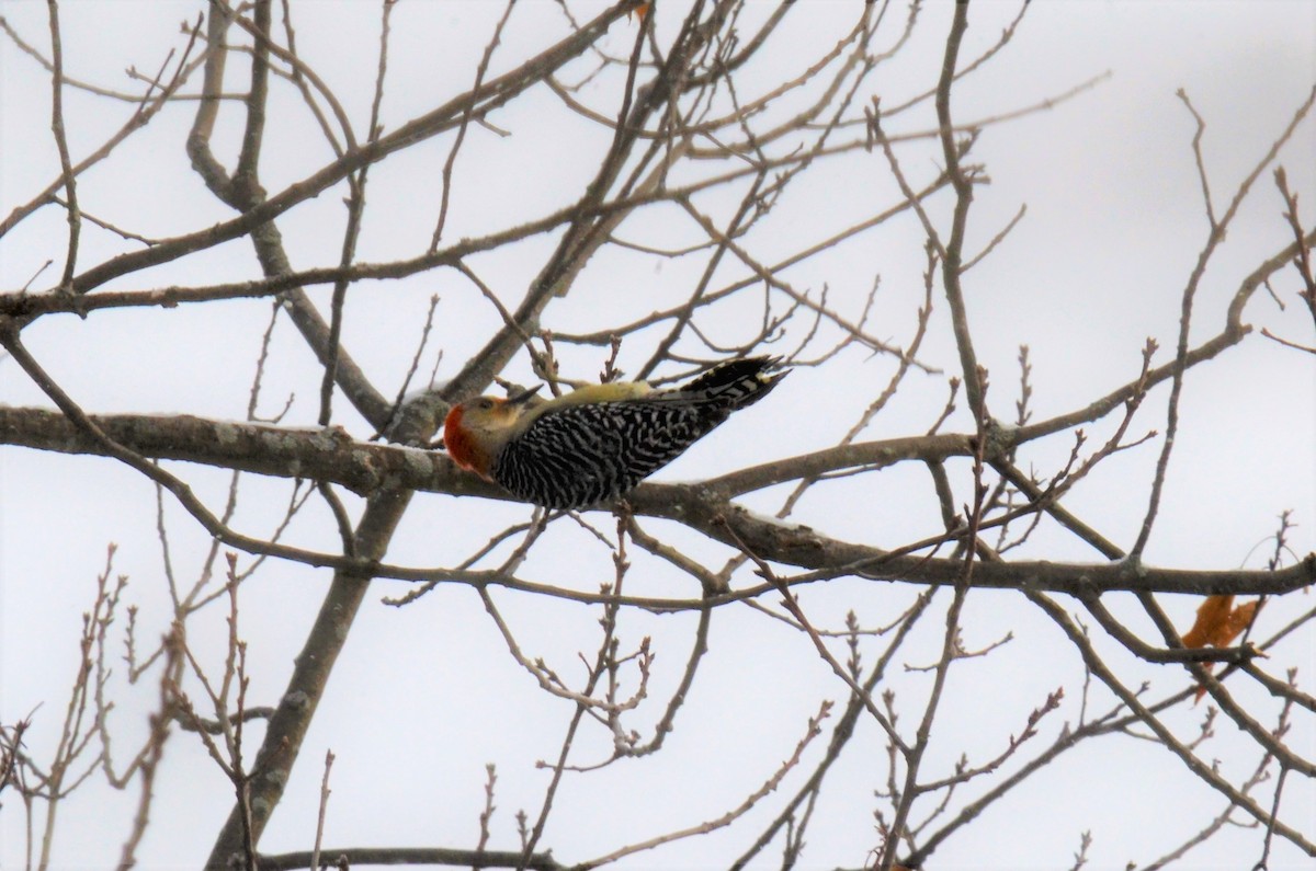 Red-bellied Woodpecker - ML305889251