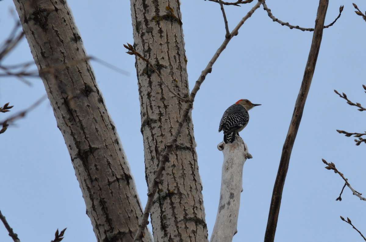 Red-bellied Woodpecker - ML305889261