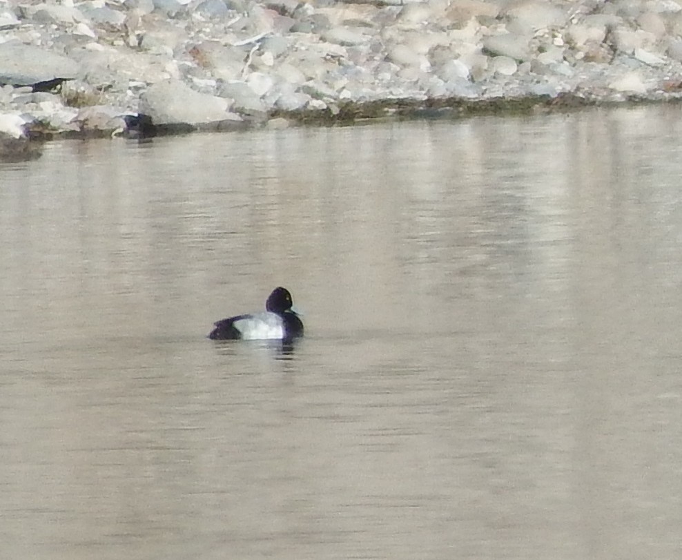 Lesser Scaup - ML305889301