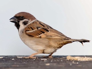 Adult - Eurasian Tree Sparrow