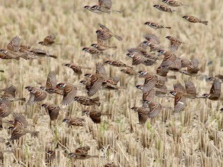 Flock - Eurasian Tree Sparrow