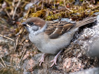 Juvenile - Eurasian Tree Sparrow