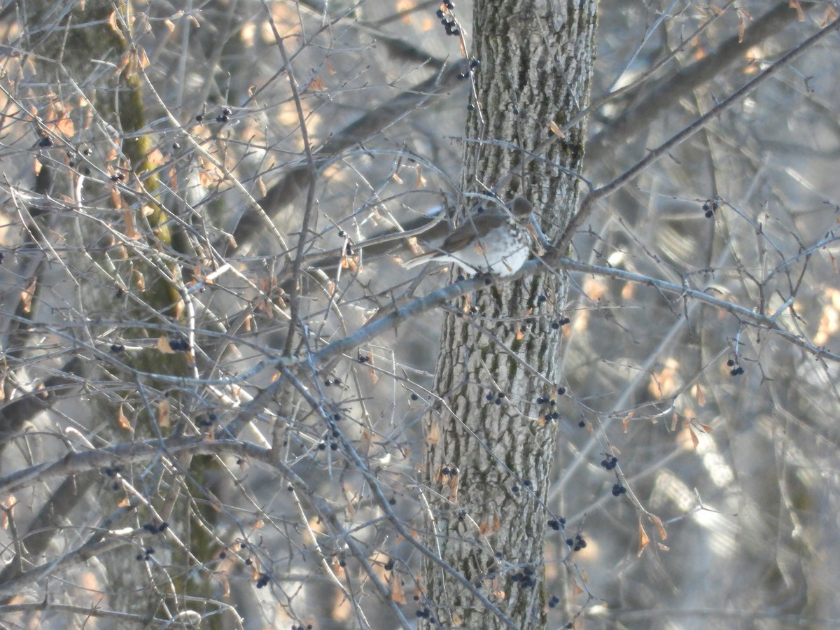 Hermit Thrush - Ben Douglas