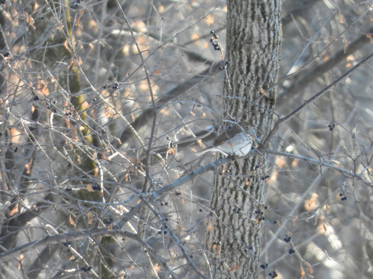 Hermit Thrush - ML305891621