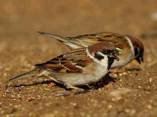 Adult - Eurasian Tree Sparrow