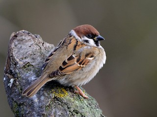 Adult - Eurasian Tree Sparrow