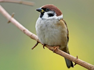 Adult - Eurasian Tree Sparrow