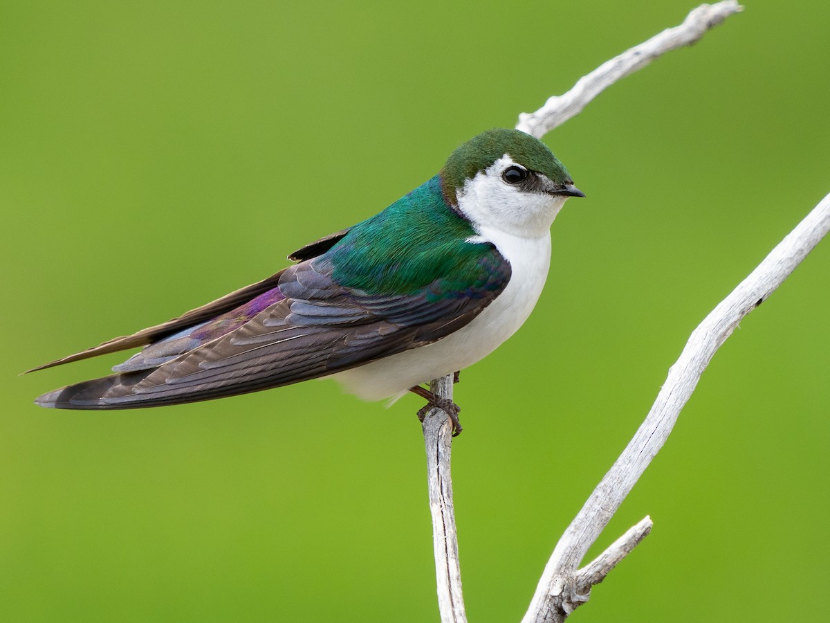 イッタラバード　violet green swallow Violet-green Swallow - eBird