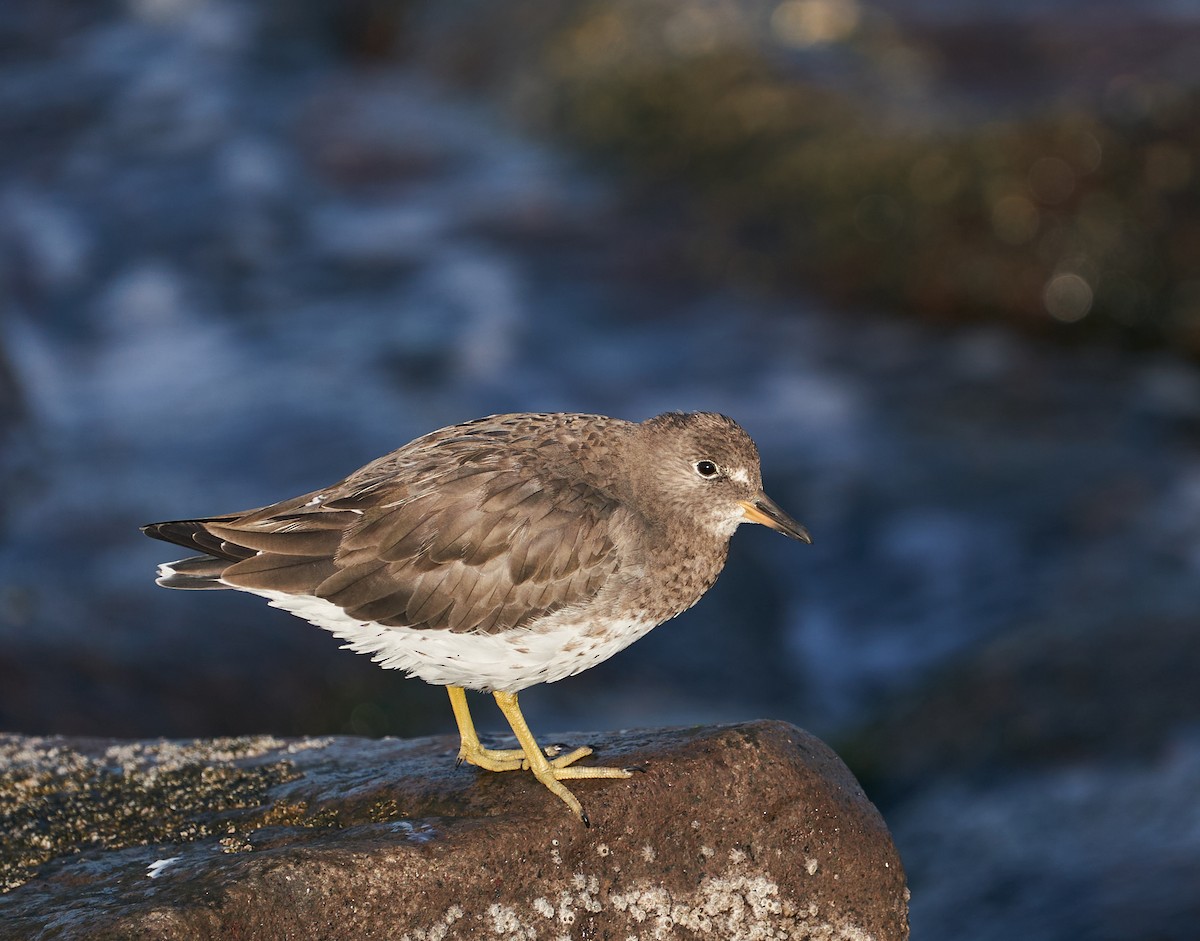 Surfbird - ML305893561