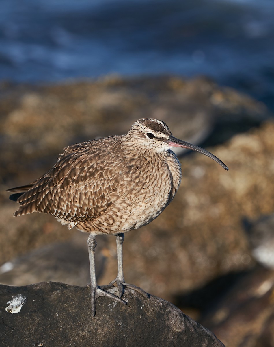 Whimbrel - Luis Salazar Vargas 🇨🇱