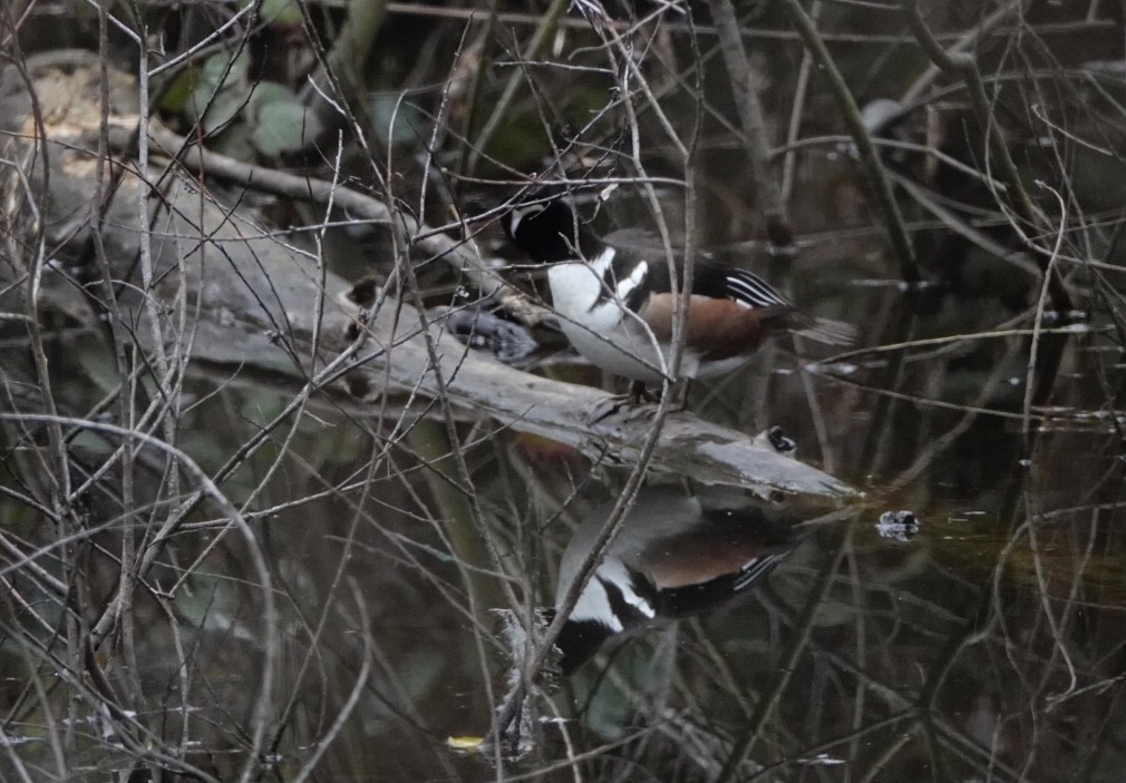 Hooded Merganser - ML305893781