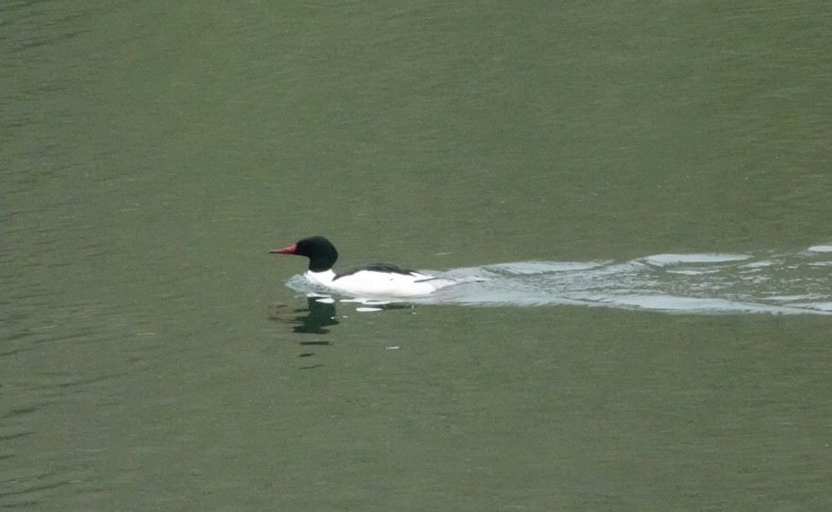 Common Merganser - ML305893991