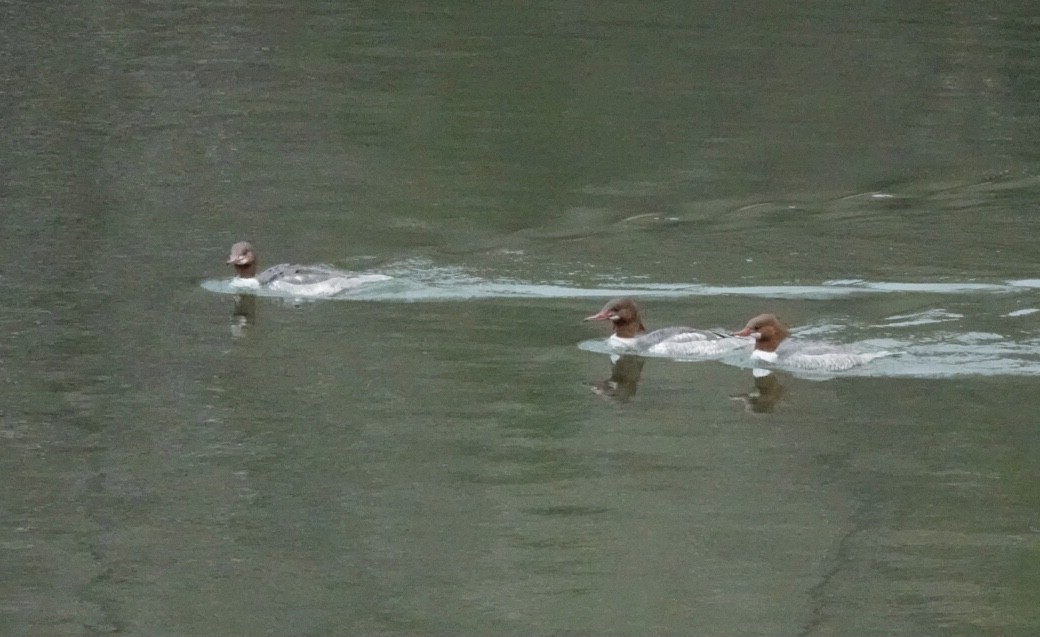 Common Merganser - ML305894001