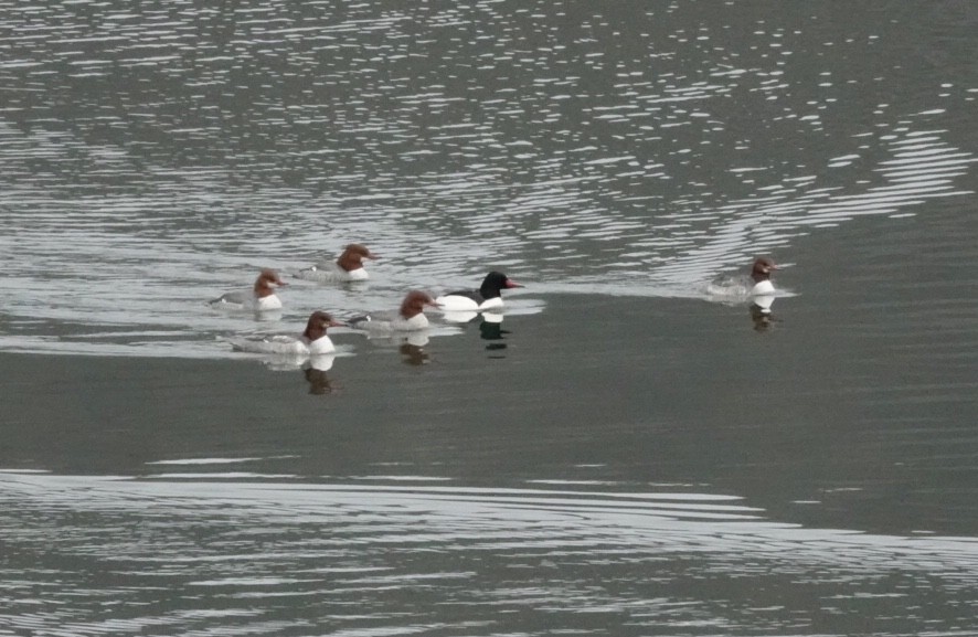Common Merganser - ML305894011