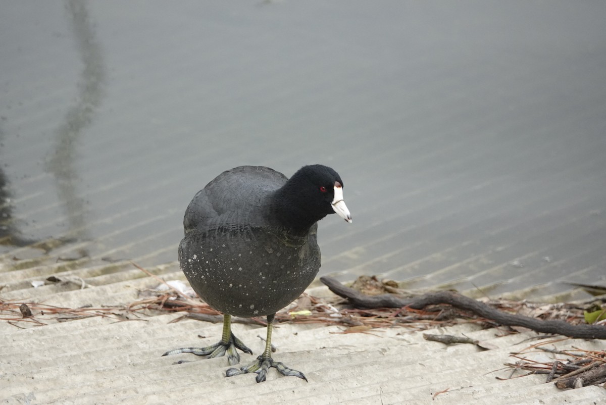 American Coot - ML305894221